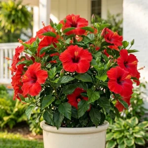 Red Hibiscus Live Plant - Hardy Tropical Shrub, 4-8 Inch Tall - Image 1
