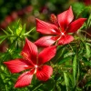 Red Hibiscus Live Plant - Tropical Flowering Shrub, 4-8 Inch Tall, Outdoor - Image 1