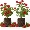 Red Lantana Live Plants (Set of 2) - Bicolor Flowering Outdoor Garden Starters, 4-7 inch Tall - Image 1