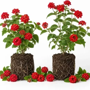 Red Lantana Live Plants (Set of 2) - Bicolor Flowering Outdoor Garden Starters, 4-7 inch Tall - Image 1
