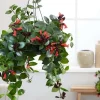 Red Lipstick Vine Plant - Live Aeschynanthus Houseplant for Hanging Baskets - Image 1