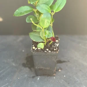 Red Lipstick Vine Plant - Live Aeschynanthus Houseplant for Hanging Baskets - Image 2