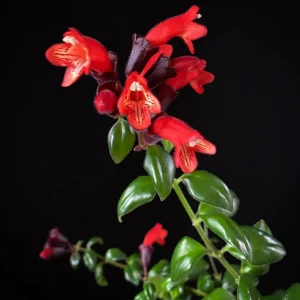 Red Lipstick Vine Plant - Live Aeschynanthus Houseplant for Hanging Baskets - Image 3