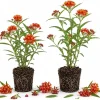 Red Milkweed Live Plants (Set of 2) - Asclepias incarnata, 4-6 Inch Starter, Outdoor Perennial - Image 1