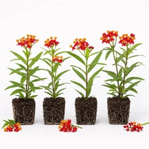 Red Milkweed Live Plants - Set of 4 Asclepias Starter Plants, 4-6 Inch, Outdoor Perennial - Image 1
