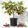 Red Mulberry Tree Live Plant, 4-7 Inch Starter Fruit Shrub, Outdoor - Image 1