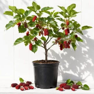 Red Mulberry Tree Live Plant, 4-7 Inch Starter Fruit Shrub, Outdoor - Image 1