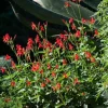 Red Ruellia Rajin Cajun Live Plant - Vibrant Perennial Flower, USDA Zones 8-11 - Image 1