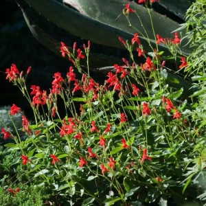 Red Ruellia Rajin Cajun Live Plant - Vibrant Perennial Flower, USDA Zones 8-11 - Image 1