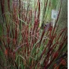Red Switch Grass Live Plant – Panicum virgatum ‘Red Flame’ – Starter Plant - Image 1