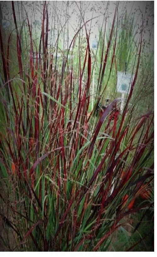 Red Switch Grass Live Plant – Panicum virgatum ‘Red Flame’ – Starter Plant - Image 1