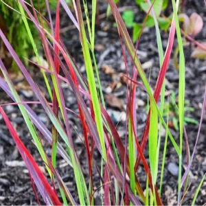 Red Switch Grass Live Plant – Panicum virgatum ‘Red Flame’ – Starter Plant - Image 2