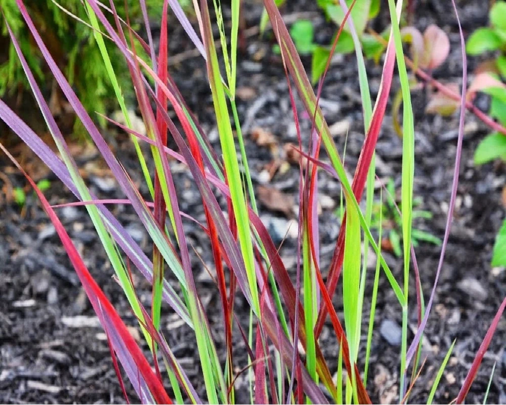 Red Switch Grass Live Plant – Panicum virgatum ‘Red Flame’ – Starter Plant - Image 2