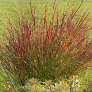 Red Switch Grass Live Plant – Panicum virgatum ‘Red Flame’ – Starter Plant - Image 3