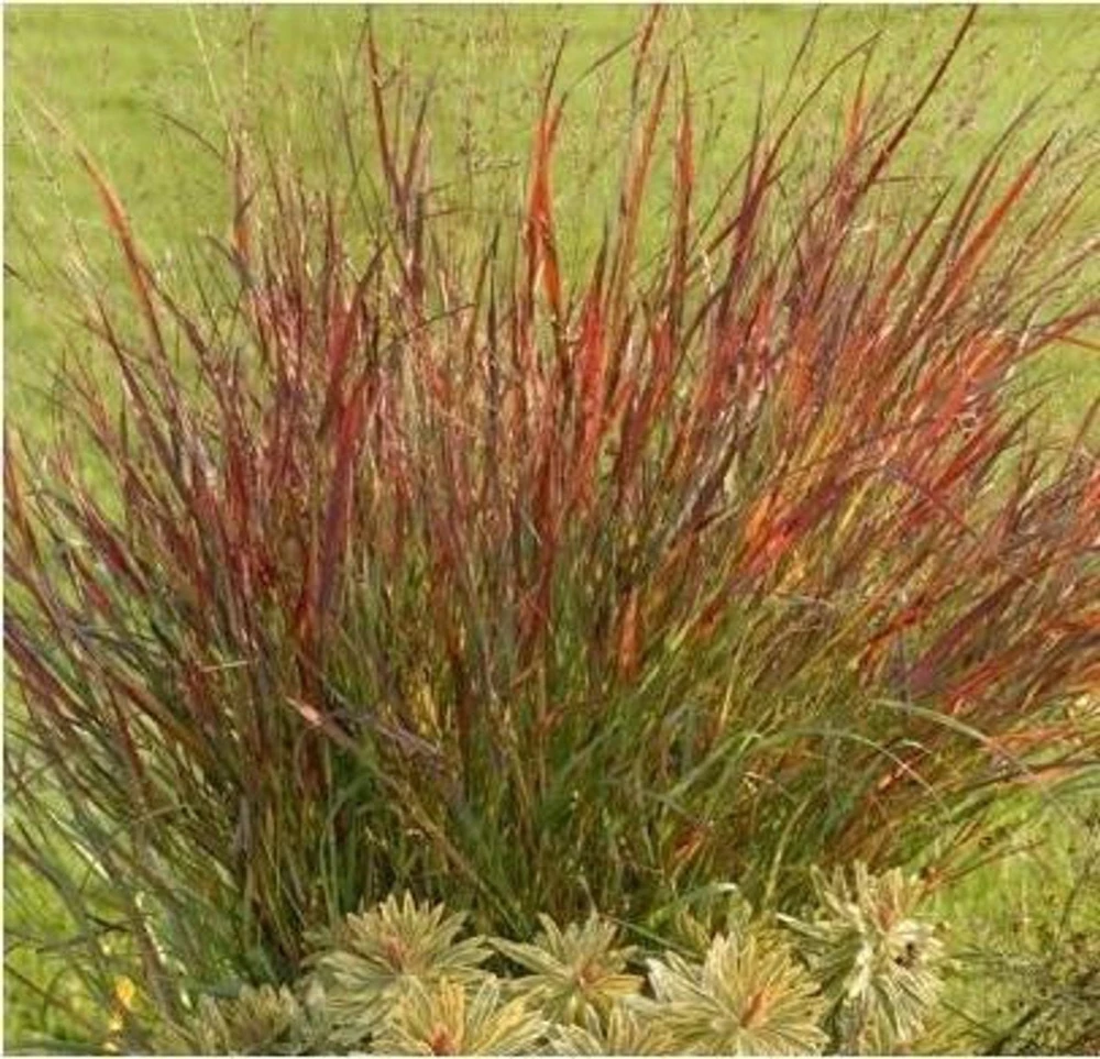 Red Switch Grass Live Plant – Panicum virgatum ‘Red Flame’ – Starter Plant - Image 3