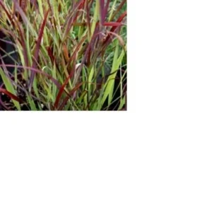 Red Switch Grass Live Plant – Panicum virgatum ‘Red Flame’ – Starter Plant - Image 4