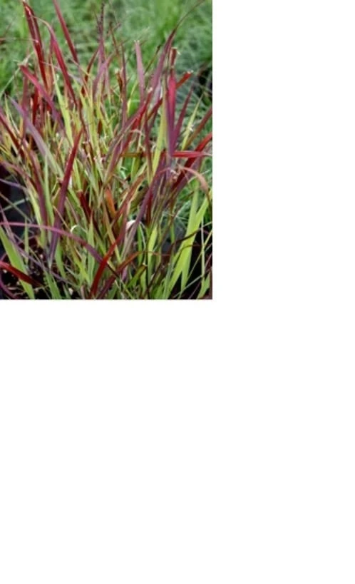 Red Switch Grass Live Plant – Panicum virgatum ‘Red Flame’ – Starter Plant - Image 4