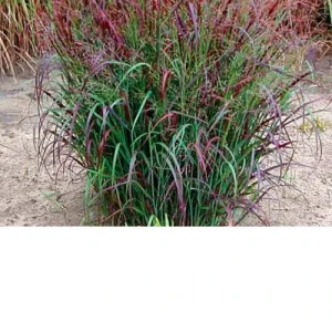 Red Switch Grass Live Plant – Panicum virgatum ‘Red Flame’ – Starter Plant - Image 5