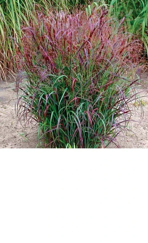 Red Switch Grass Live Plant – Panicum virgatum ‘Red Flame’ – Starter Plant - Image 5