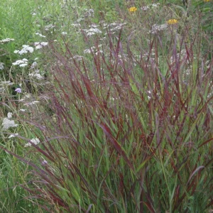 Red Switch Grass Live Plant – Panicum virgatum ‘Red Flame’ – Starter Plant - Image 6
