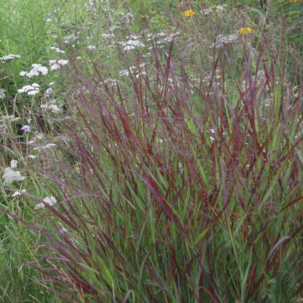 Red Switch Grass Live Plant – Panicum virgatum ‘Red Flame’ – Starter Plant - Image 6