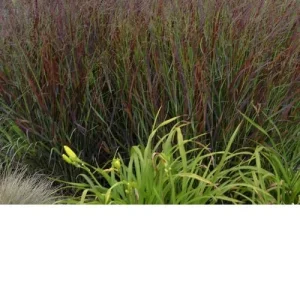 Red Switch Grass Live Plant – Panicum virgatum ‘Red Flame’ – Starter Plant - Image 7