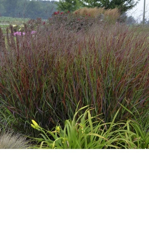 Red Switch Grass Live Plant – Panicum virgatum ‘Red Flame’ – Starter Plant - Image 7