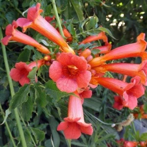 Red Trumpet Vine 'Madame Galen' Live Plant - Perennial Climber, 6-8 ft Tall, Zones 4-9 - Image 3