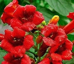 Red Trumpet Vine 'Madame Galen' Live Plant - Perennial Climber, 6-8 ft Tall, Zones 4-9 - Image 4