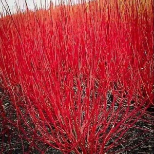 Red Twig Dogwood Live Plant - Deciduous Shrub for Winter Color, Zones 3-8 - Image 2