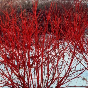 Red Twig Dogwood Live Plant - Deciduous Shrub for Winter Color, Zones 3-8 - Image 3
