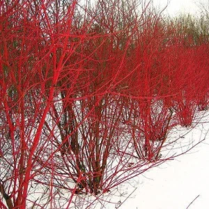 Red Twig Dogwood Live Plant - Deciduous Shrub for Winter Color, Zones 3-8 - Image 4