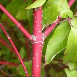 Red Twig Dogwood Live Plant - Deciduous Shrub for Winter Color, Zones 3-8 - Image 5