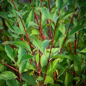 Red Twig Dogwood Live Plant - Deciduous Shrub for Winter Color, Zones 3-8 - Image 6