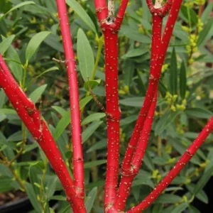 Red Twig Dogwood Live Plant - Deciduous Shrub for Winter Color, Zones 3-8 - Image 7