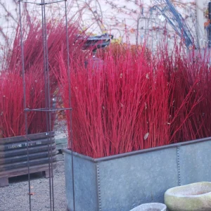 Red Twig Dogwood Live Plant - Deciduous Shrub for Winter Color, Zones 3-8 - Image 8