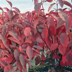 Red Twig Dogwood Live Plant - Deciduous Shrub for Winter Color, Zones 3-8 - Image 9