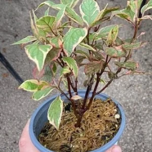 Red Twig Dogwood Live Plant - Vibrant Winter Color Shrub, Zones 3-8 - Image 2