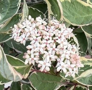Red Twig Dogwood Live Plant - Vibrant Winter Color Shrub, Zones 3-8 - Image 3