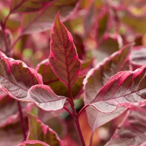 Red Twig Dogwood Live Plant - Vibrant Winter Color Shrub, Zones 3-8 - Image 5