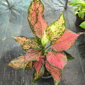 Red Valentine Aglaonema Live Plant - Chinese Evergreen Houseplant - Image 2