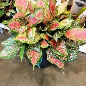 Red Valentine Aglaonema Live Plant - Chinese Evergreen Houseplant - Image 3