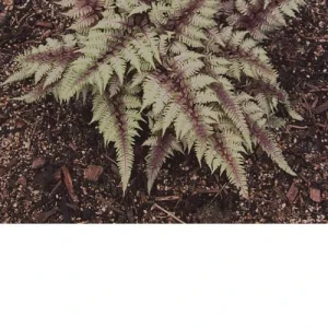 Regal Red Japanese Fern Live Plant - Vibrant Foliage, Low Light Indoor/Outdoor - Image 2