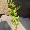 River Birch Tree Live Plant – 1 Gallon Pot – 18 inch Tall Sapling – Outdoor - Image 1