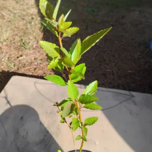 River Birch Tree Live Plant – 1 Gallon Pot – 18 inch Tall Sapling – Outdoor - Image 1