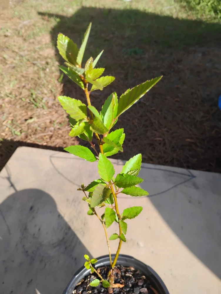 River Birch Tree Live Plant – 1 Gallon Pot – 18 inch Tall Sapling – Outdoor - Image 1