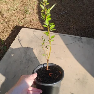 River Birch Tree Live Plant – 1 Gallon Pot – 18 inch Tall Sapling – Outdoor - Image 3