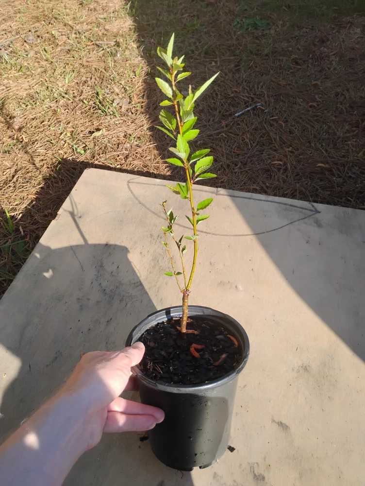 River Birch Tree Live Plant – 1 Gallon Pot – 18 inch Tall Sapling – Outdoor - Image 3