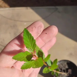 River Birch Tree Live Plant – Betula nigra Sapling – 1 Quart Pot – Outdoor - Image 2