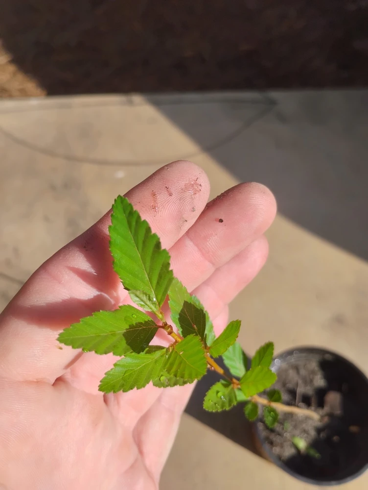 River Birch Tree Live Plant – Betula nigra Sapling – 1 Quart Pot – Outdoor - Image 2